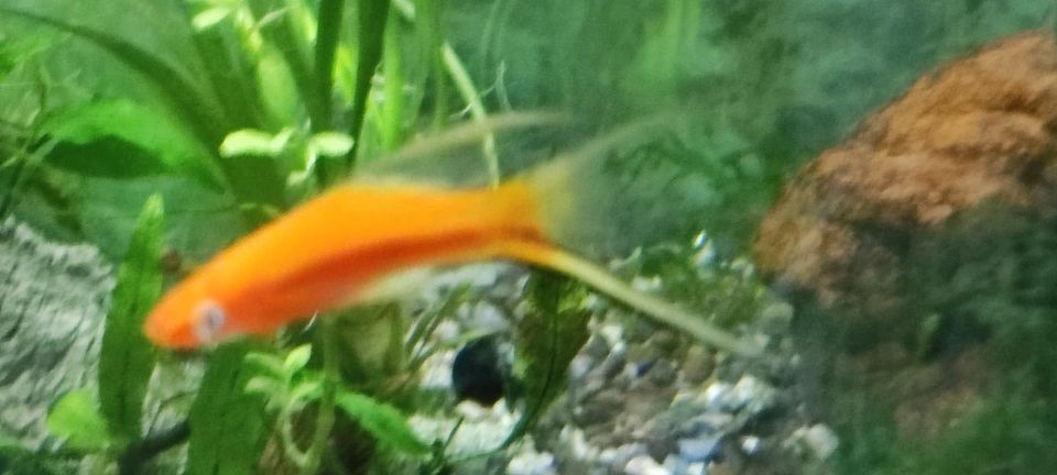 Schwertträger Koischwertträger Aquarienfische Zierfische Fische in Ilsede