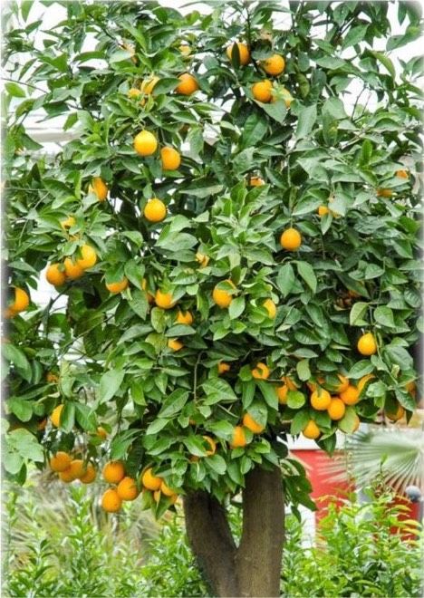 Suche div Kübelpflanzen Pfeifenputzer Mandarine Olive Palme in Nordhorn