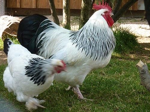 Küken von Sundheimer Hühnern Huhn Hühnerküken Eintagsküken in Neukirch