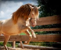 PRE, Hengst, 6 Jahre, ein Traum im Umgang, super lieb Bayern - Gunzenhausen Vorschau