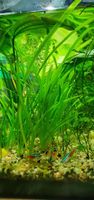 Aquarium Pflanzen - Vallisneria München - Berg-am-Laim Vorschau