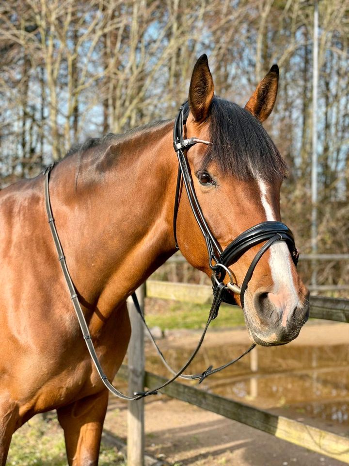 Finesse Bridles Trense Kandare alle Varianten in Harrislee