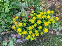 Gartenstauden, Christrose,wilder Wein, Akelei, Phlox, Wolfsmilch, Bayern - Volkenschwand Vorschau