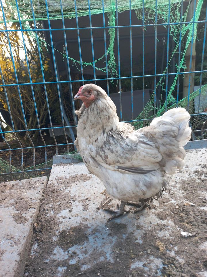 Bruteier Ameraucana Eier, Hühner in Sulzbach (Saar)