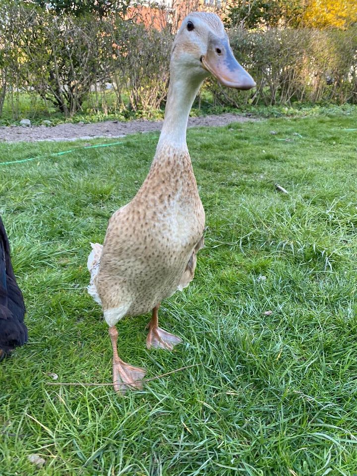 Laufenteneier Enten Eier zur Brut geeignet in Kiel