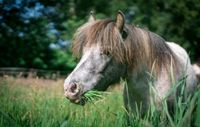 Motivierter Ponymensch oder Eltern-Kind-Paar gesucht Niedersachsen - Hagen im Bremischen Vorschau