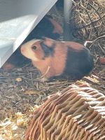 Meerschweinchen Baby Aubing-Lochhausen-Langwied - Aubing Vorschau