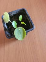 Pilea peperomioides Ufopflanze klein Niedersachsen - Edemissen Vorschau