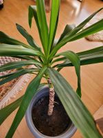 Yucca Palme Nordrhein-Westfalen - Bedburg Vorschau