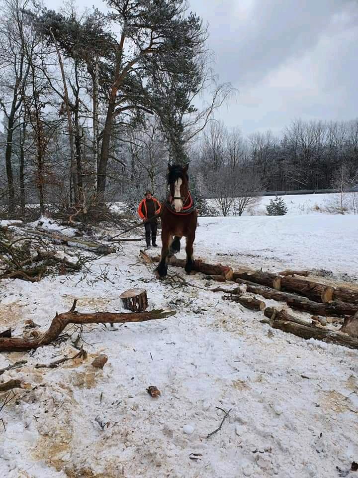 Holzrücker, Holzrücken mit Pferden ,Holzrückung mit Pferd in Spremberg