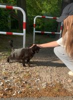 Katze Gefunden Niedersachsen - Bienenbüttel Vorschau