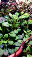 Episcia dianthiflora | Terrarium Rankpflanze Bodendecker Bayern - Peißenberg Vorschau