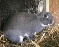 Kaninchen, kleine Kaninchen, Perlfeh Niedersachsen - Aurich Vorschau