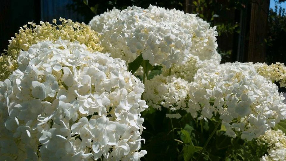 Ableger Schnellballhortensie "Annabell" in Schwerin