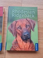 Rhodesian Ridgeback, Stracke Baden-Württemberg - Heiligkreuzsteinach Vorschau