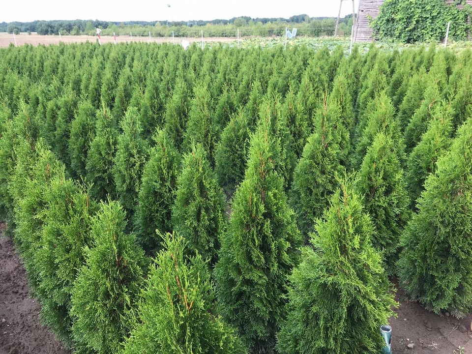 Holländische Thuja Smaragd, 120 bis 180cm, wunderschöne Hecke in Berlin