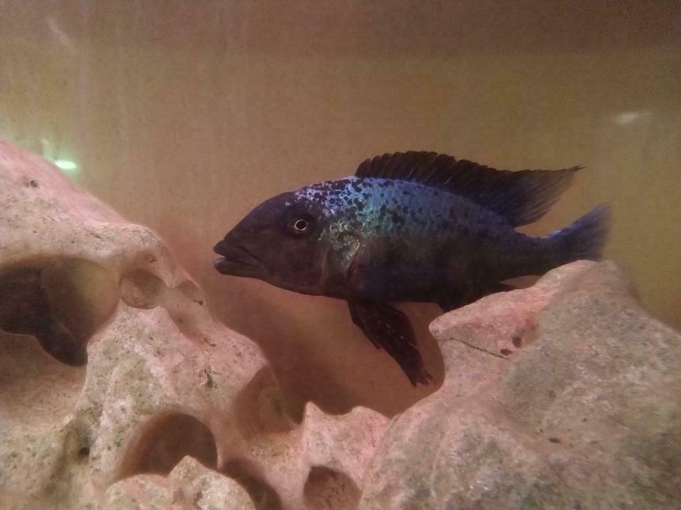 Fossorochromis rostratus in Bergkamen