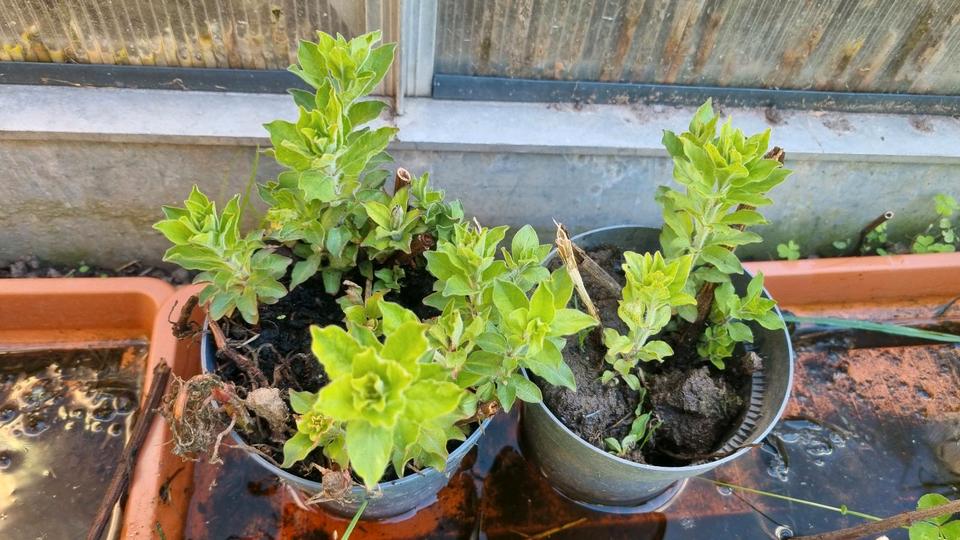 Lysimachia punctata gelb Staude Winterhart Sternenförmige in Bad Sooden-Allendorf