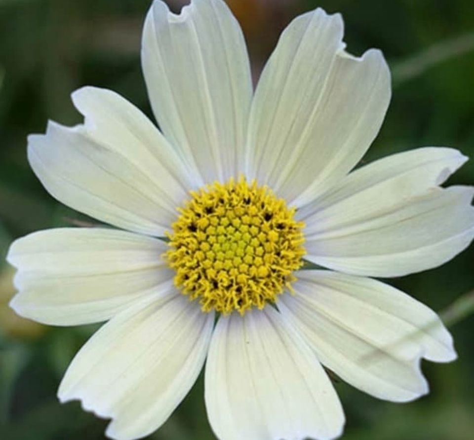 Samen Saatgut Kosmeen Cosmos Kosmos Blumensamen Garten Pflanzen in Celle