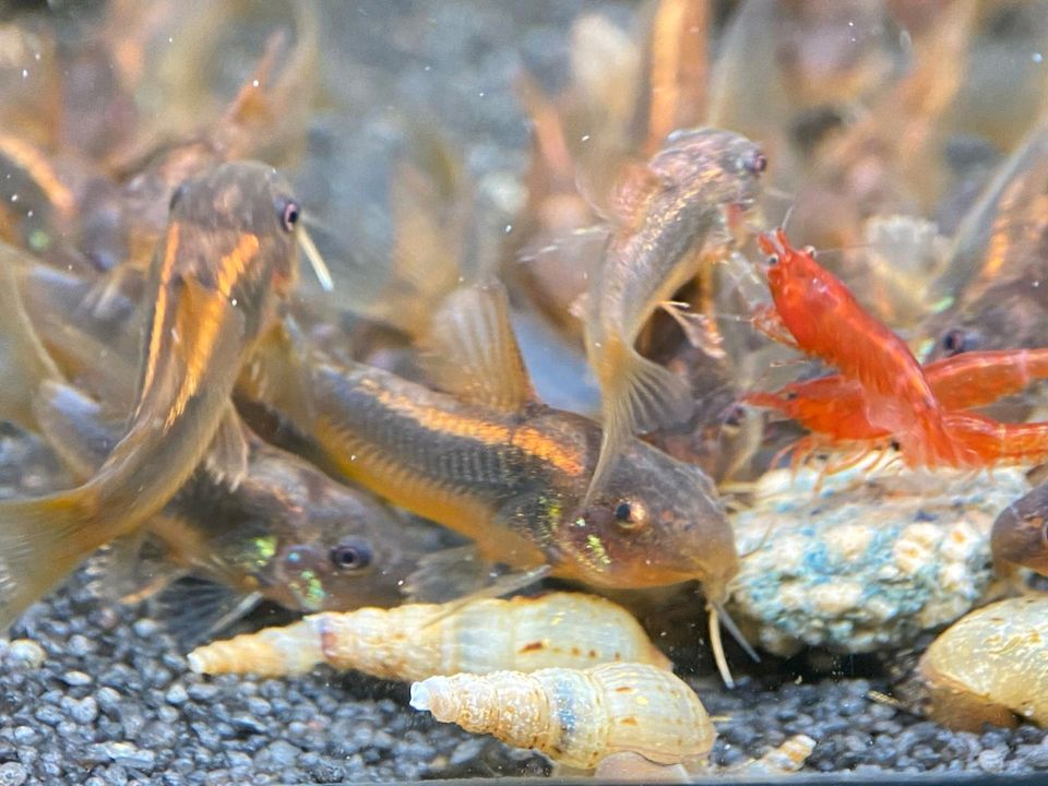 Corydoras Red Stripe Panzerwelse - Welse Panzerwels in Bottrop