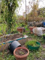 Ficus carica Feige Bad Arolsen vegetativ 100 - 200 cm Hamburg-Mitte - Hamburg Wilhelmsburg Vorschau