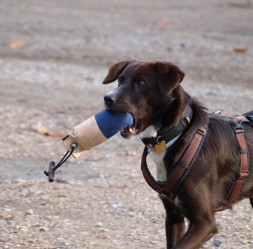 Hundetraining in Duisburg und Umgebung - Erfahrene in Duisburg