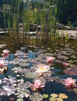 Seerose rosa Bayern - Weiden (Oberpfalz) Vorschau