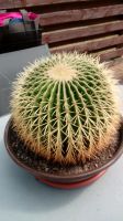 Schwiegermuttersitz Kaktus 111cm Umfang Niedersachsen - Heemsen Vorschau