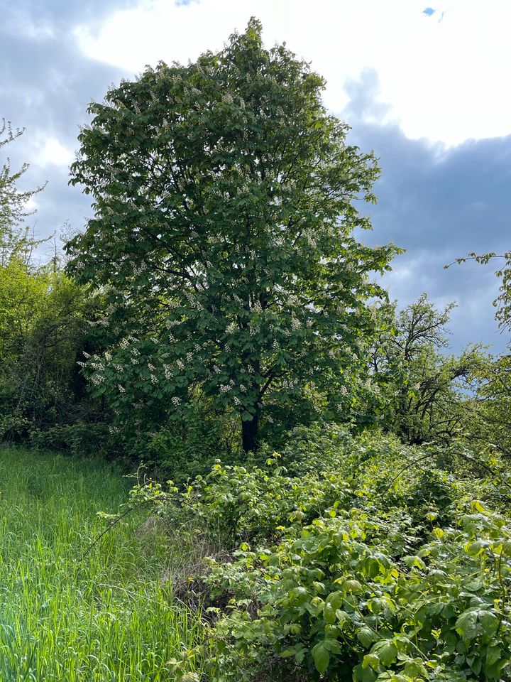 Flurstück / Garten zu verpachten Effenstiel Weingarten (Baden) in Weingarten (Baden)