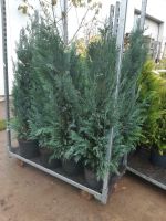 Blaue Zypresse Chamaecyparis lawsoniana Columnaris 100-120cm Nordrhein-Westfalen - Simmerath Vorschau