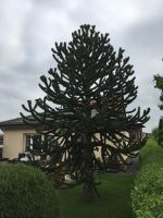 Chilenische Schmucktanne 4 Meter  (Araucaria) Mecklenburg-Vorpommern - Malchin Vorschau