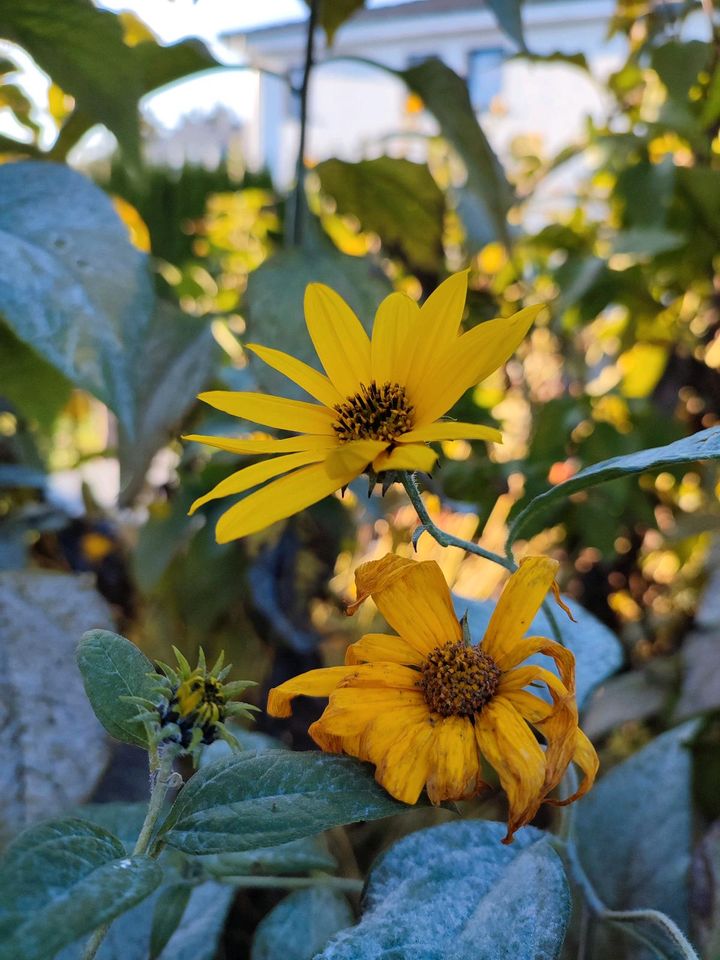 Gartenpflanzen und -blumen in Bad Saulgau