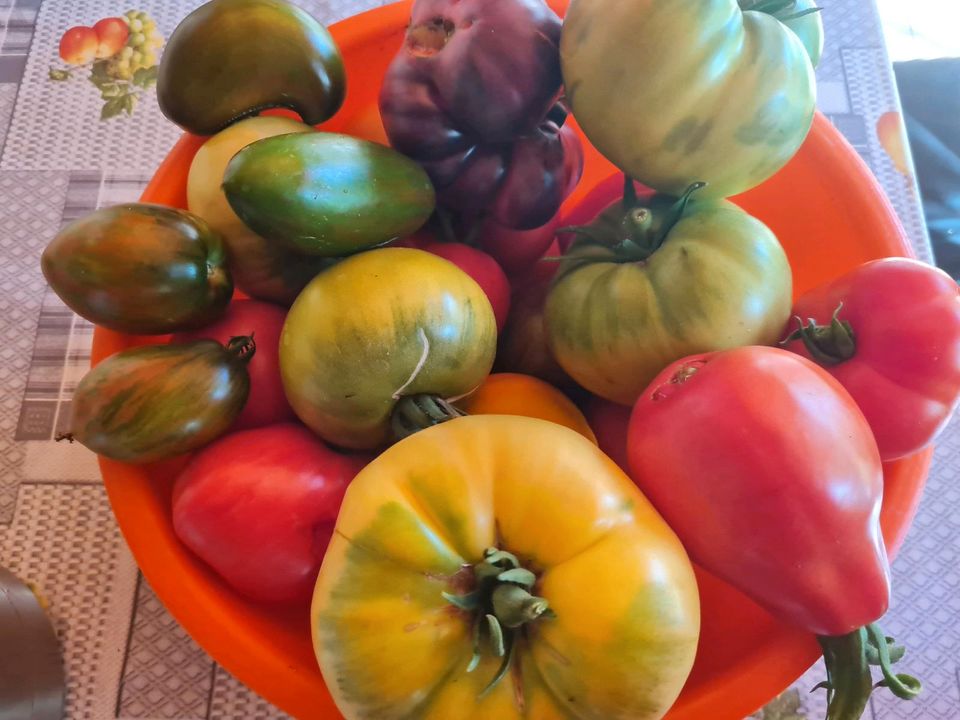 Tomatenpflanzen / Alte und Neue Sorten in Leipzig