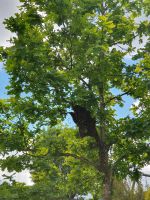 Bienenschwarm, Naturschwarm, Bienen Nordrhein-Westfalen - Schmallenberg Vorschau