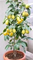 Mandarinenbaum  zitronenbaum essbar bio Kübelpflanze Sachsen-Anhalt - Helbra Vorschau