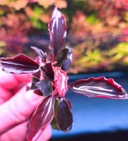 ❗⚠️ Diabolica Red ⚠️❗✅ Rare Bucephalandra Aquarium Garnelen Freiburg im Breisgau - March Vorschau