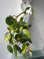Philodendron Brazil Ampel -auch Tausch- Baden-Württemberg - Ditzingen Vorschau