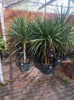 SALE: Keulenlilie Cordyline indivisa 1,8-2,2m mit XXL Stamm Nordrhein-Westfalen - Nordkirchen Vorschau