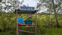 Tomatenpflanzen aus Bio-Samen Niedersachsen - Berne Vorschau