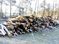 Kaminholz Laubholz Brennholz Brandenburg - Jüterbog Vorschau