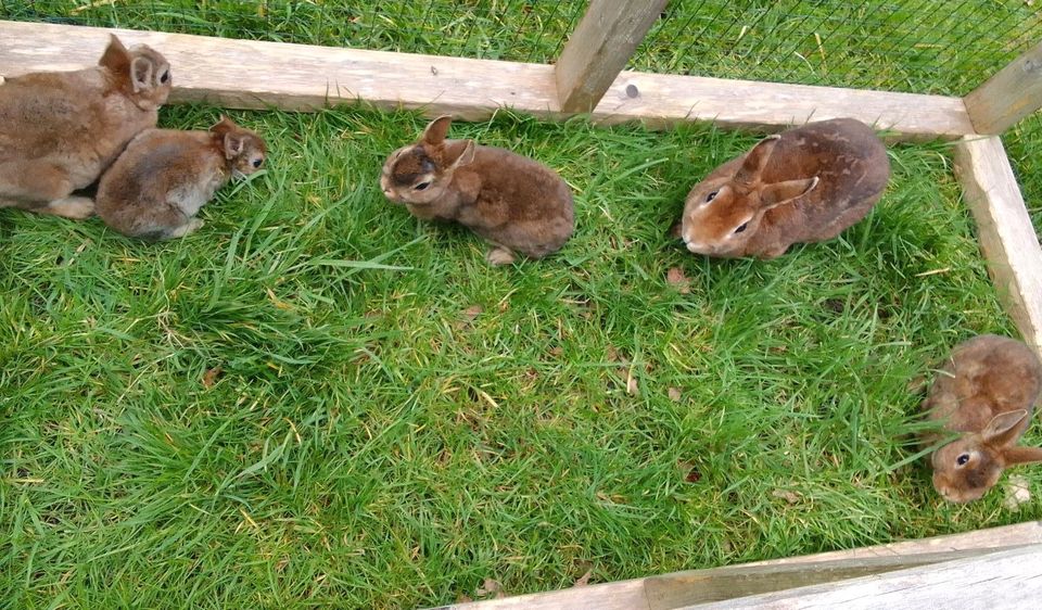 Junge Zwergkaninchen Castorrex geimpft ! in Osnabrück