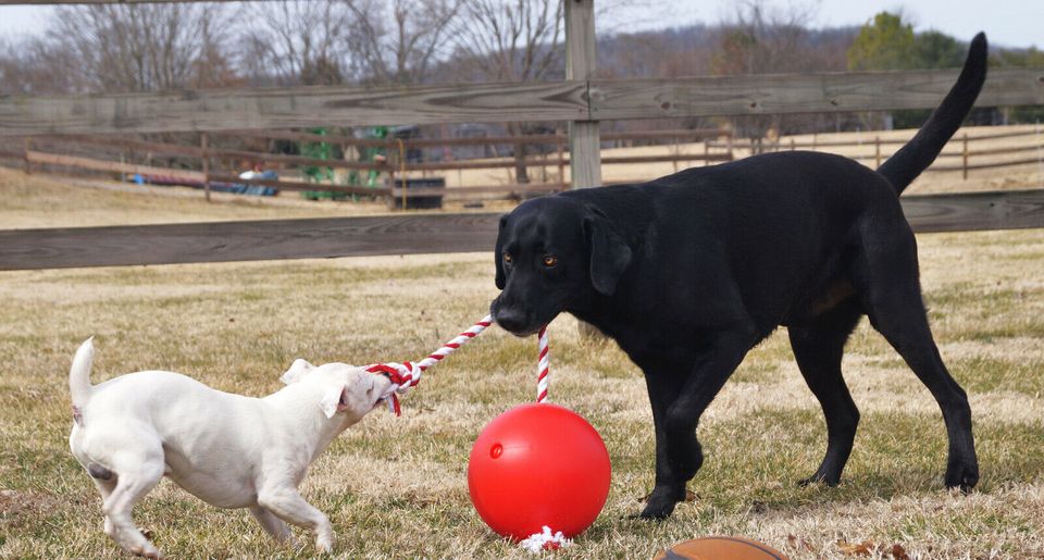 Sonderpreis Gr. L - Tuggo Stabiler Spielball für Hunde in Kellenhusen
