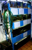 Große Aquarien Zuchtanlage 4 Regale mit 26 Aq., Preisstzurz Nordrhein-Westfalen - Lüdenscheid Vorschau