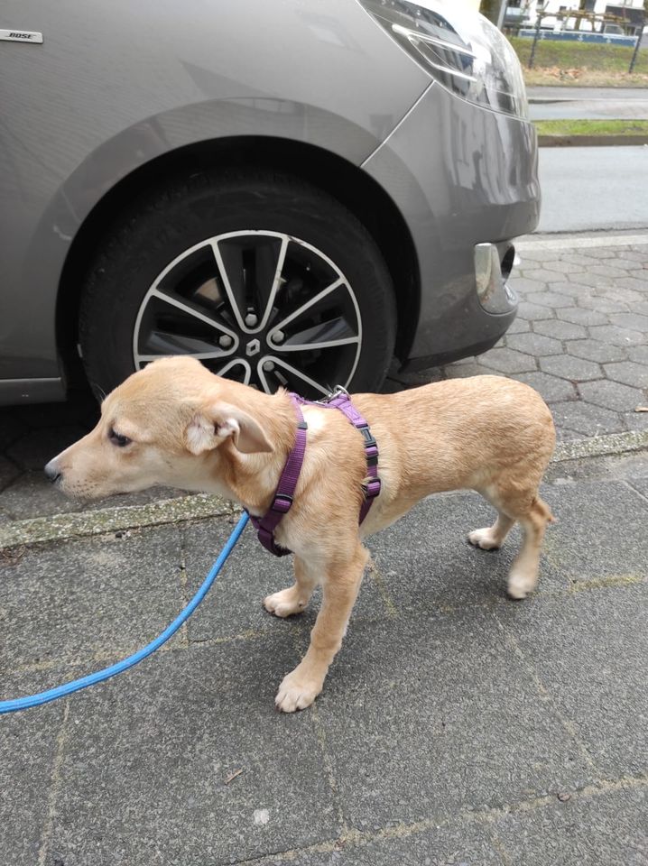 Ginny sucht eine geeignete Handicap Pflegestelle in Dorsten