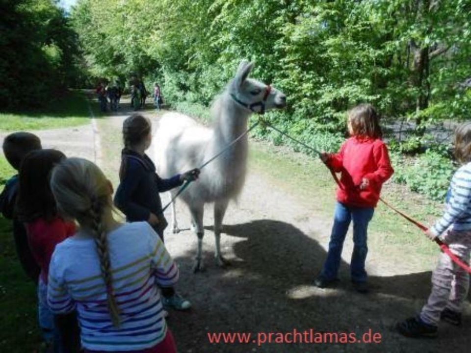 Ferien für Kinder mit Tieren: Lamas im Ruhrgebiet in Gelsenkirchen