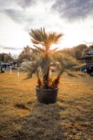 Chamerops humilis - grüne zwergpalme 2,0-2,5m 180l Palme mehrstäm Sachsen - Werdau Vorschau