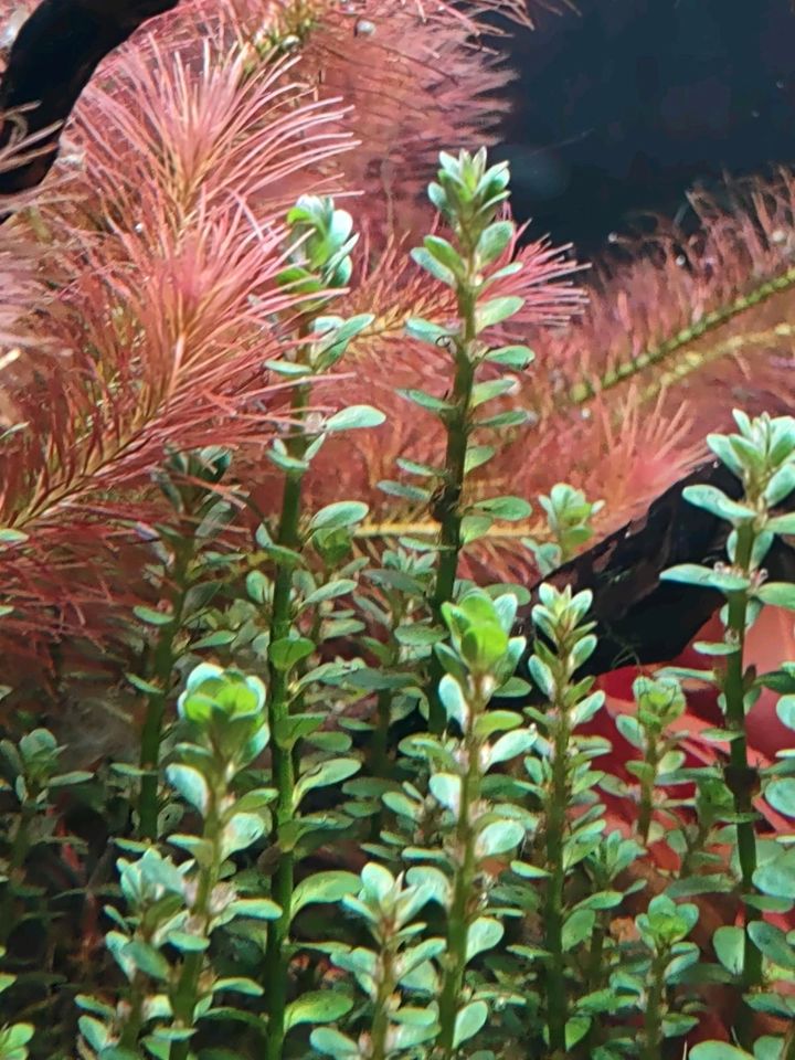 Aquarienpflanze Rotala indica / Bonsai in Schwäbisch Hall