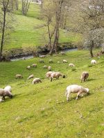 Schafwolle-Naturdünger Bayern - Dieterskirchen Vorschau