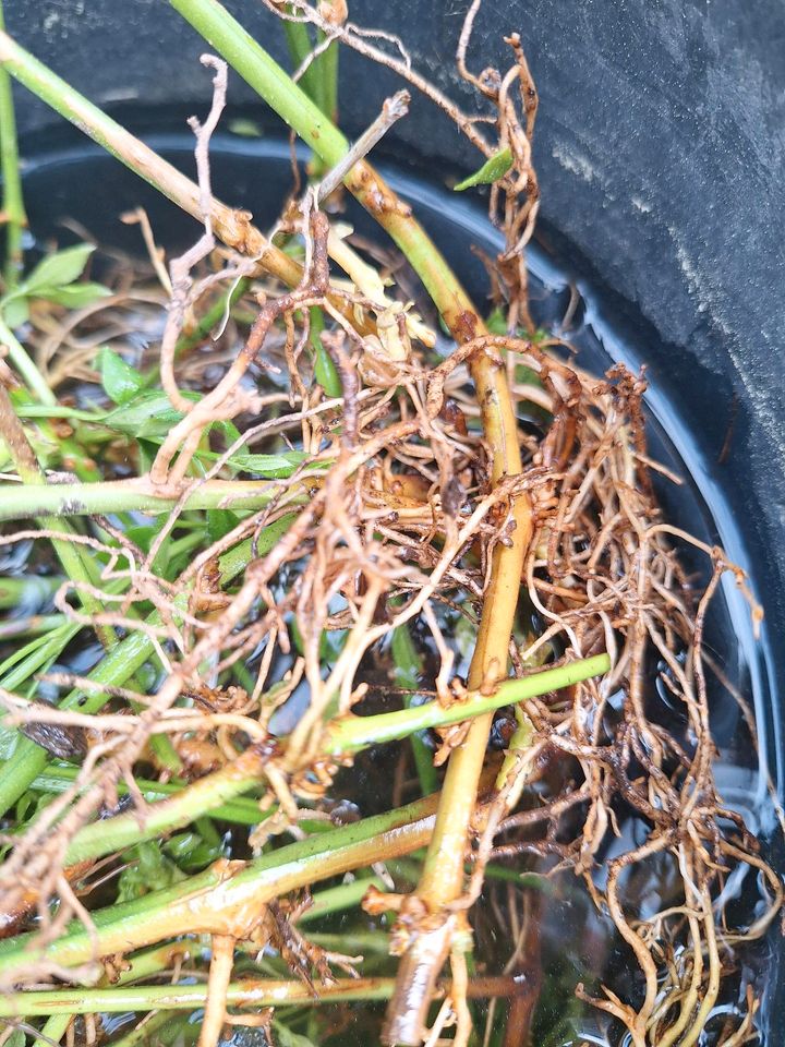 Bewurzelte Stecklinge, gelber Winterjasmin, Sichtschutz in Salzgitter