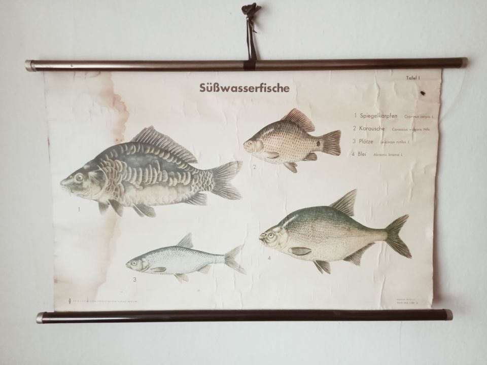 Ansichtskarten "Süßwasserfische" in Fraureuth
